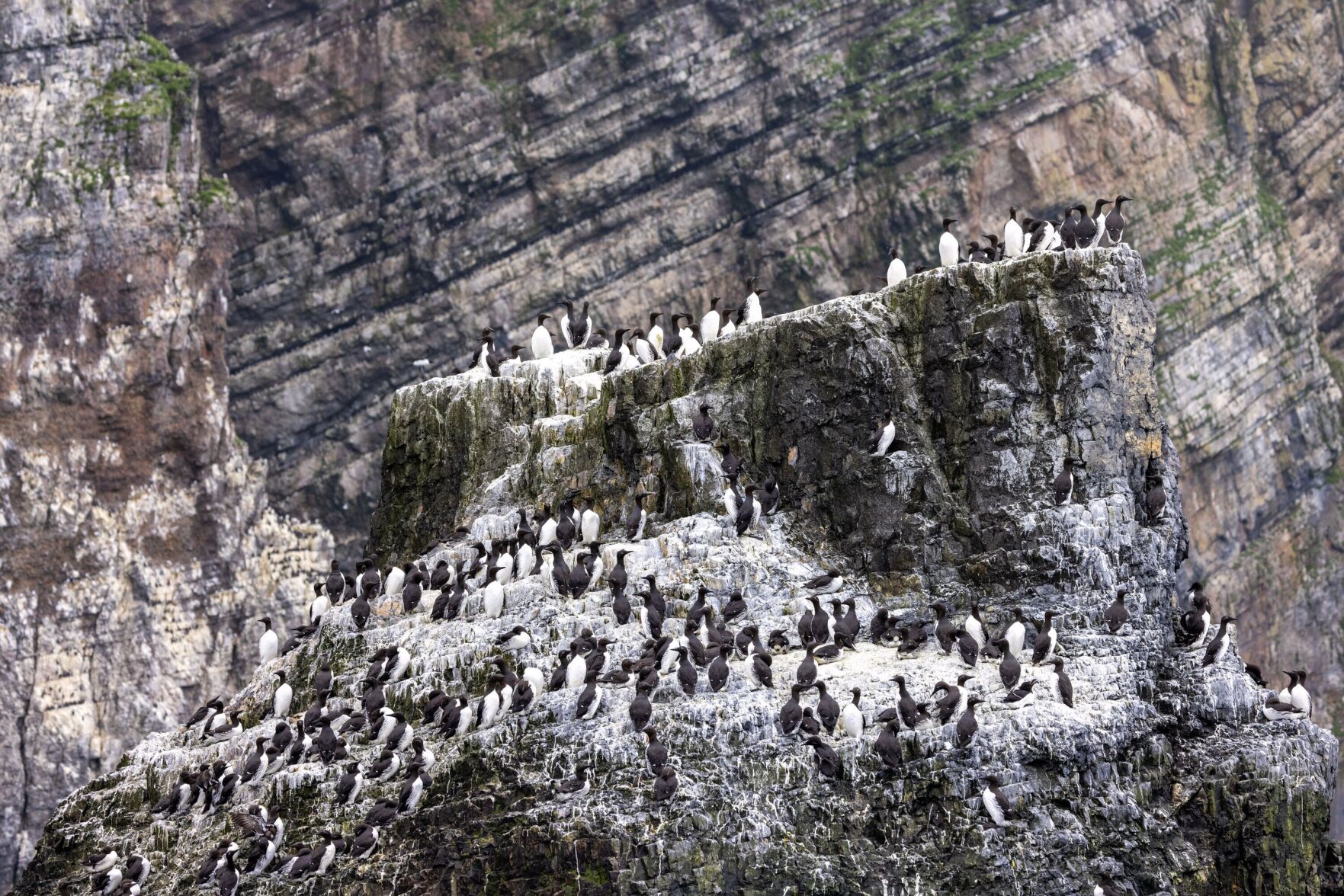 Bear Island, Seabirds CREDIT Swan Hellenic.JPG